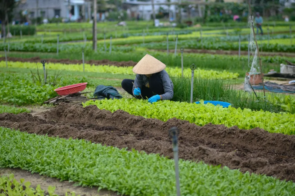 Nông sản tươi sạch có sẵn tại vườn